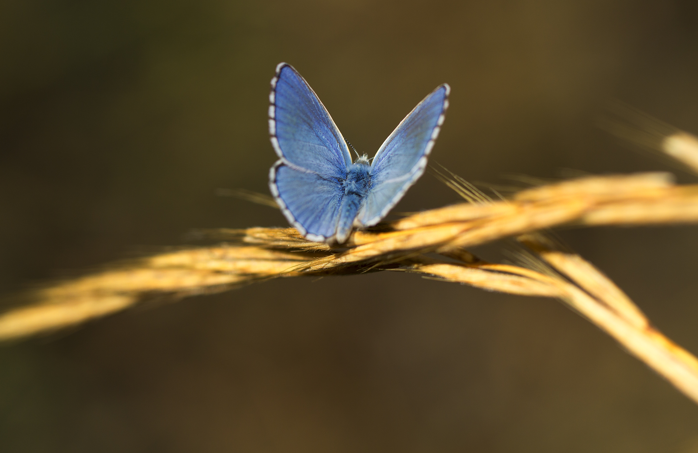 Licedine ready to Volooo