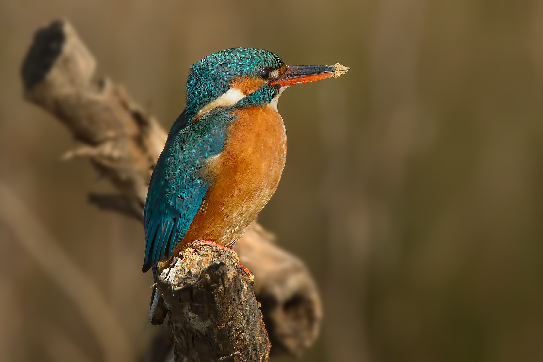 Martina (Tamrex to 600mm)