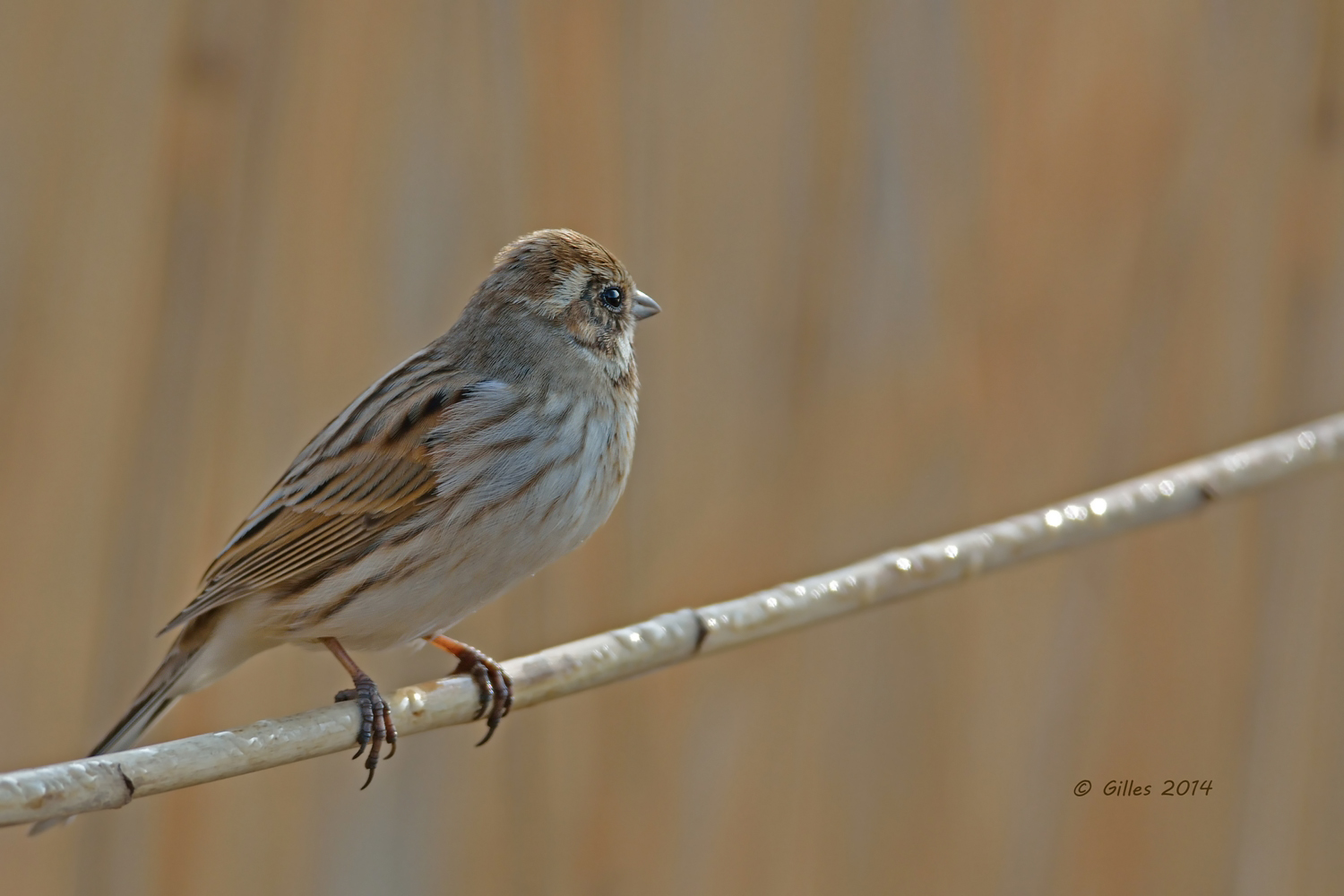 Migliarino di palude (Emberiza schoeniclus)