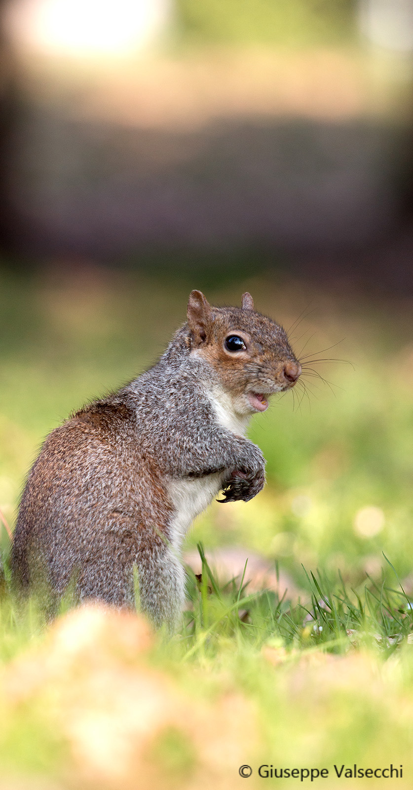 Scoiattolo grigio