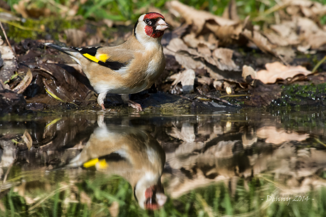 Goldfinch