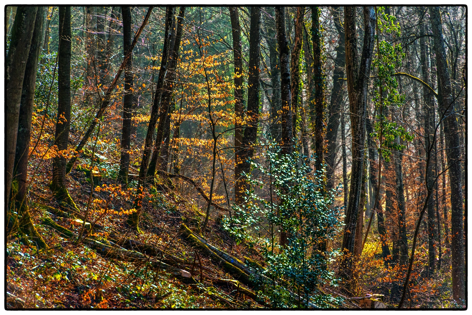 Spirito della foresta