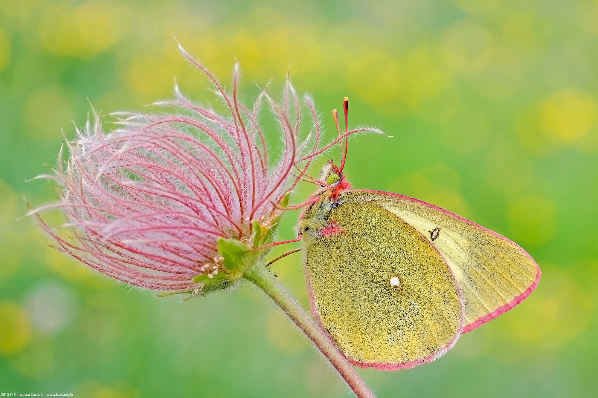 Colias palaeno (Linnaeus, 1758)