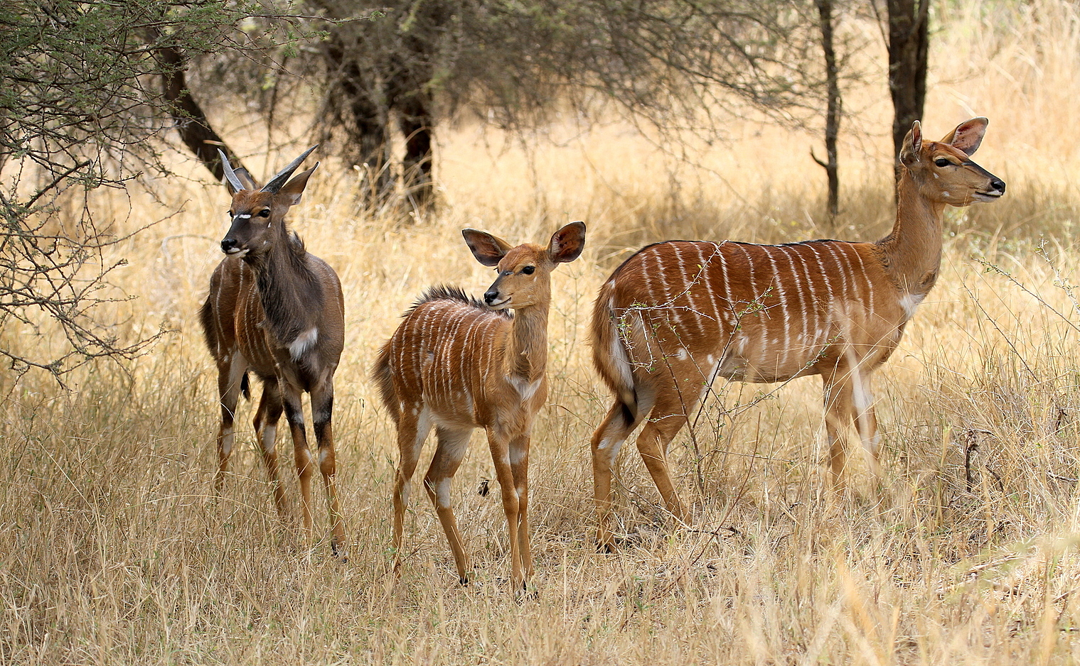Kudu in the bush