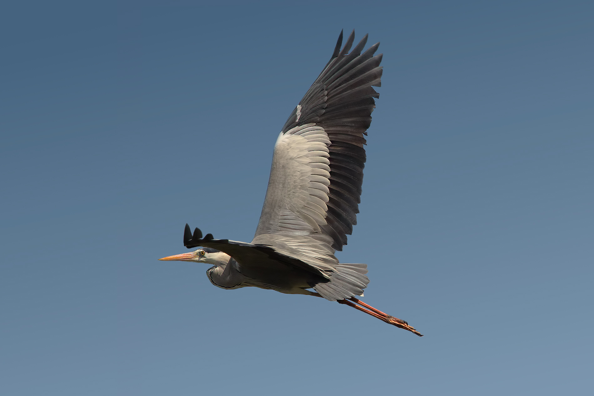 Young Heron in flight # 1