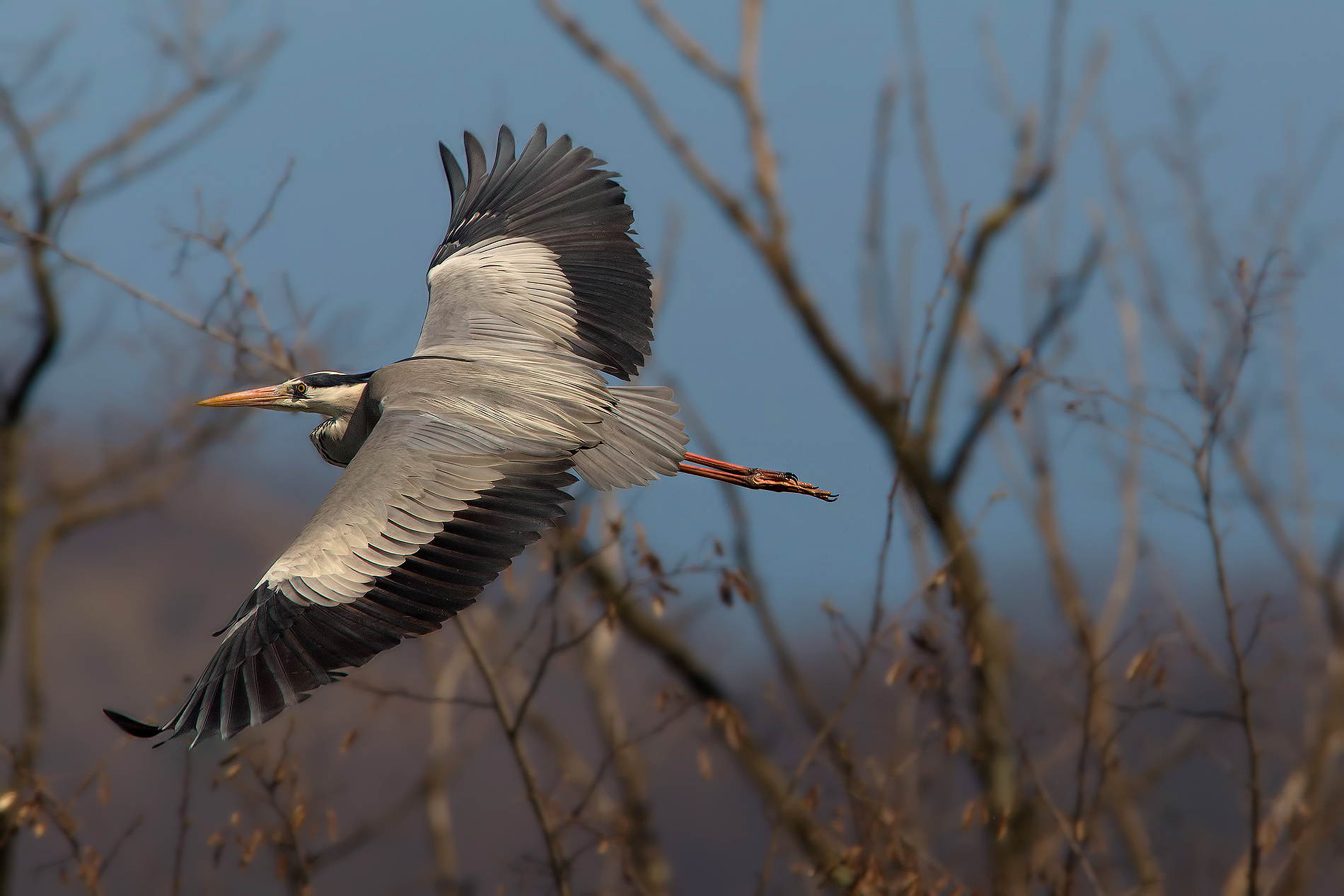 Giovene Heron in flight # 2