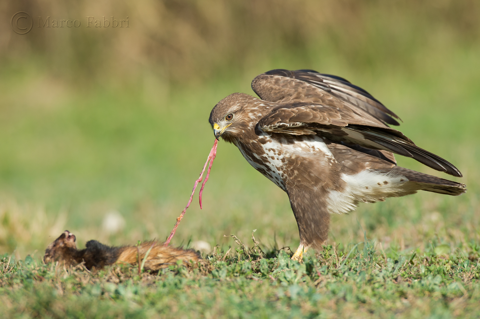 La Poiana e la Faina