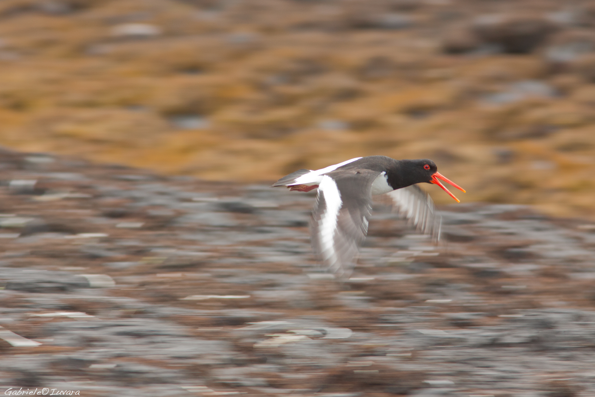 Oystercatcher in flight
