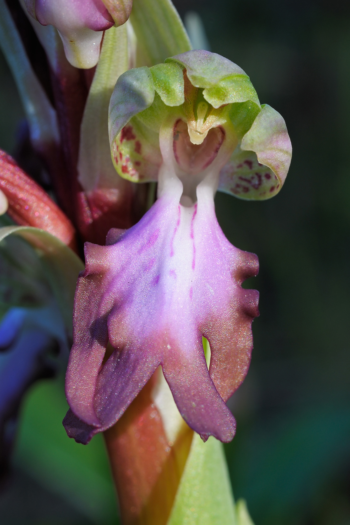 Himantoglossum robertianum