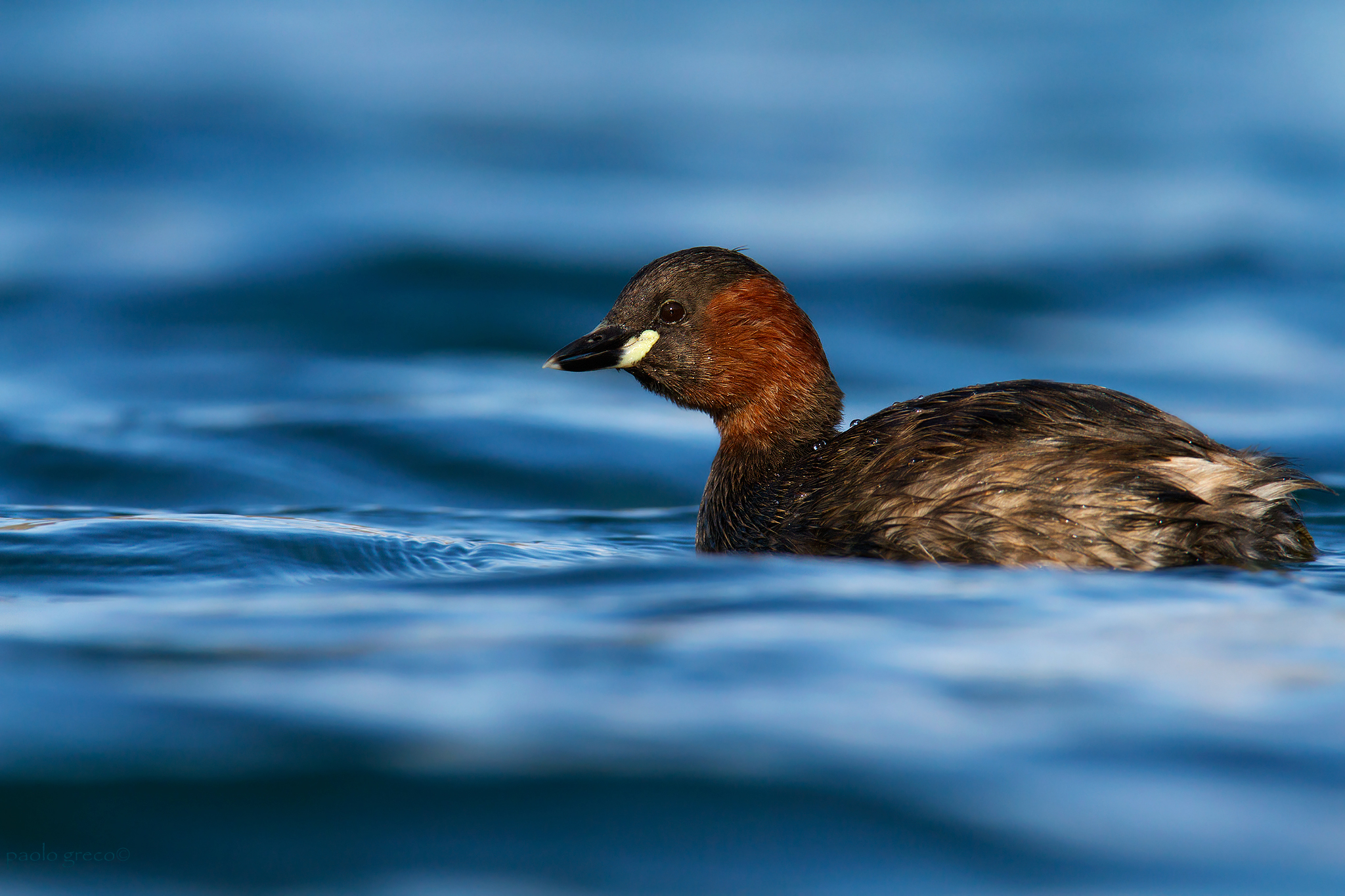 Little Grebe