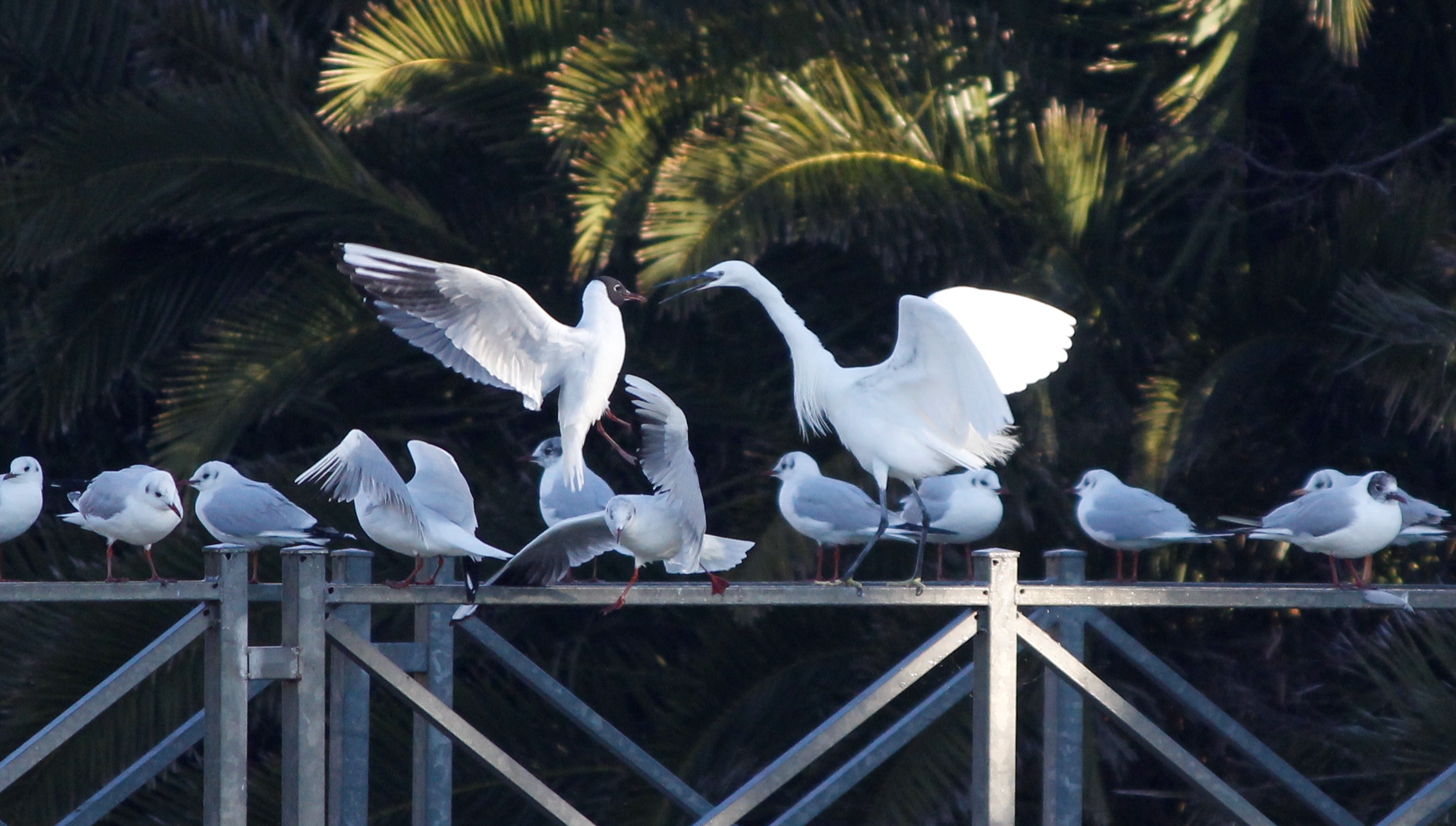 always quarreling with the egrets