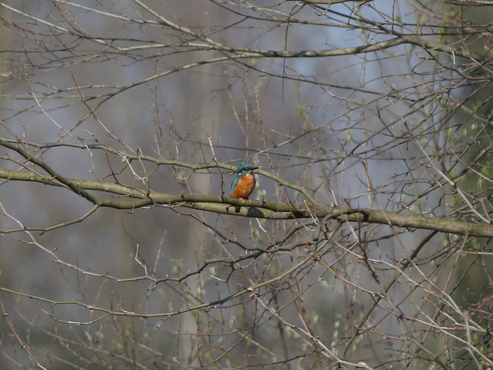 Il mio primo Martino
