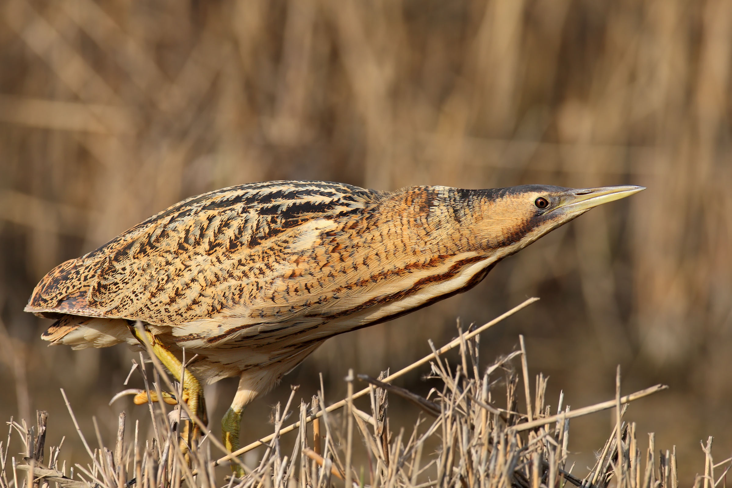 Bittern