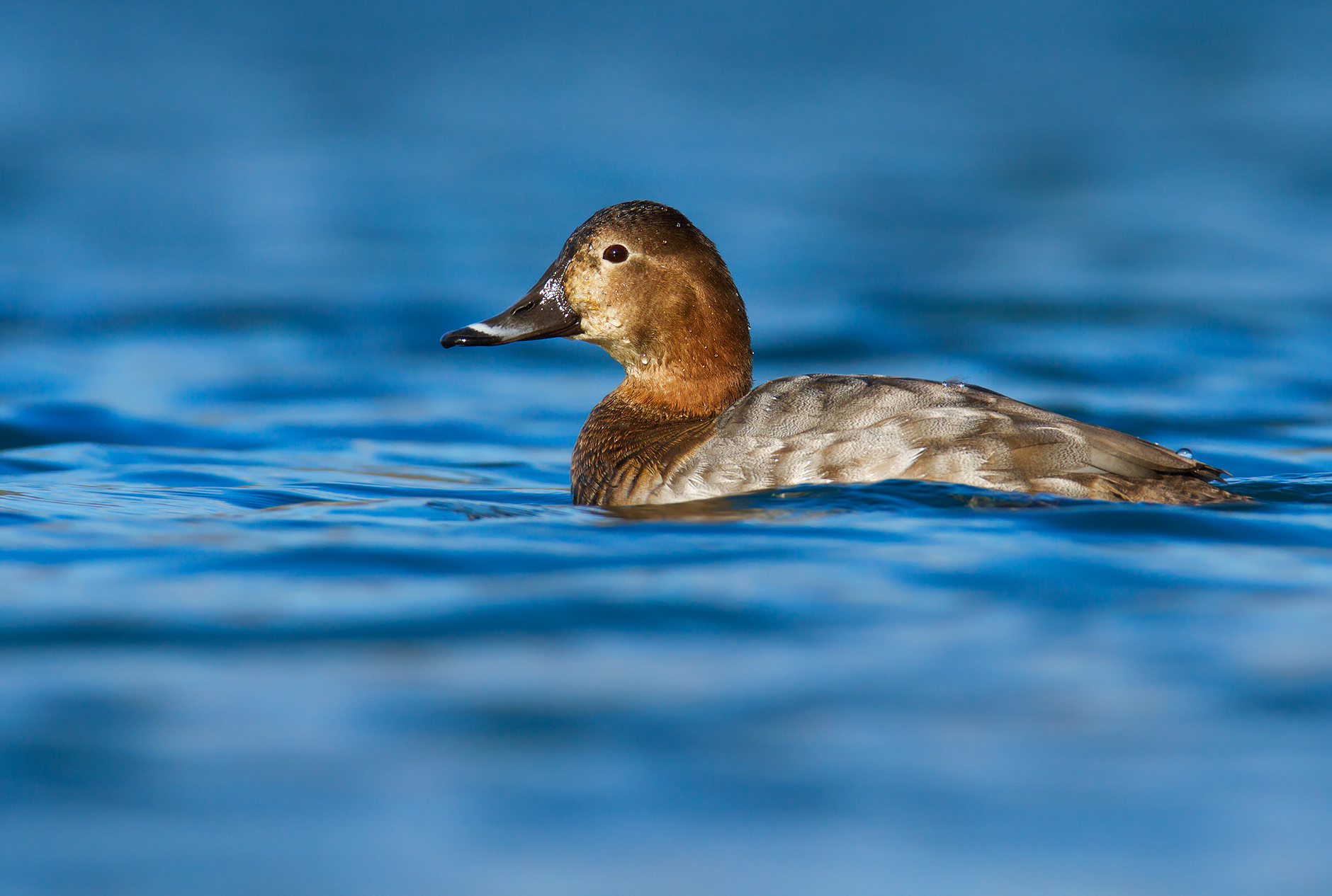 Pochard