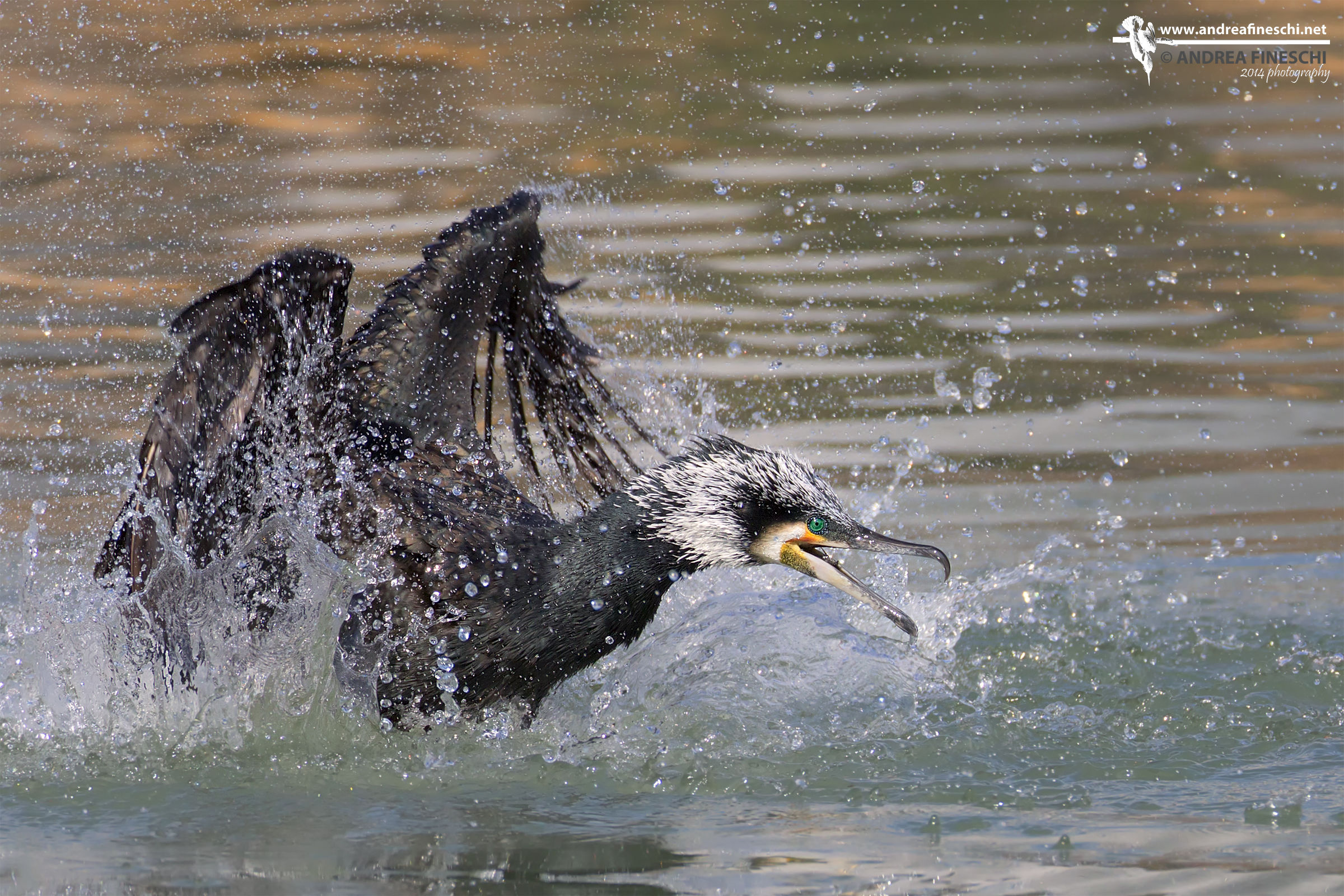 La furia del cormorano