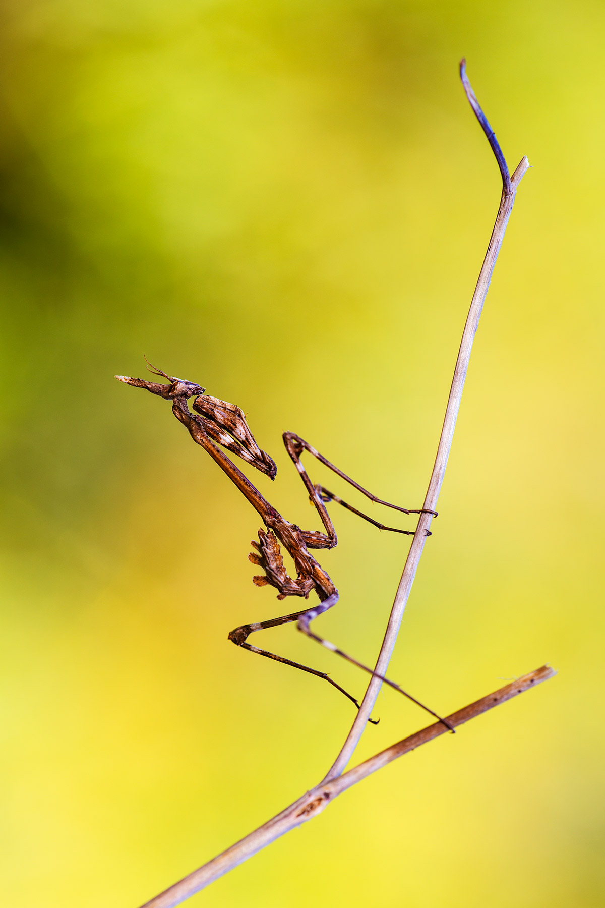 Empusa Pennata in Yellow