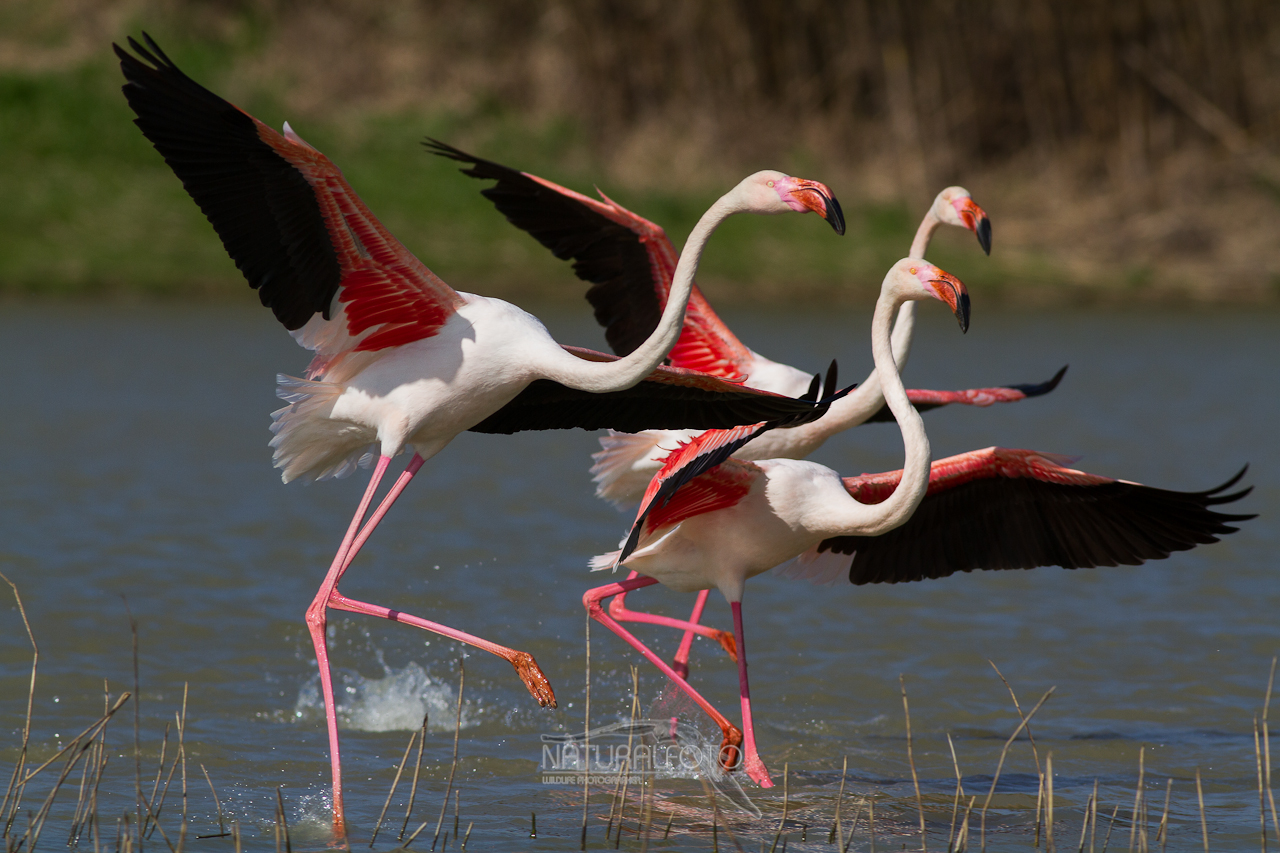 Flamingos, the race