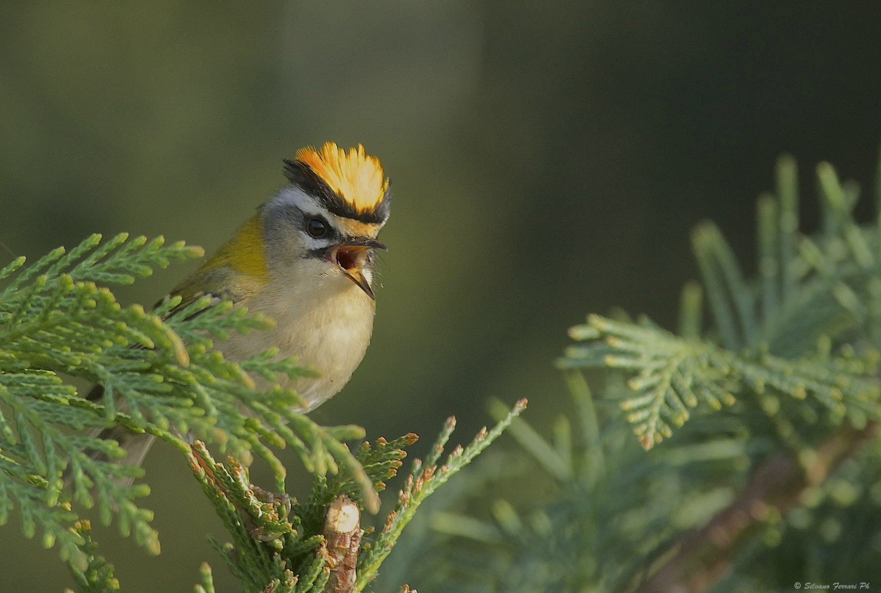 Firecrest