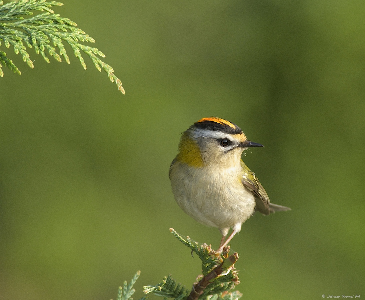 Firecrest