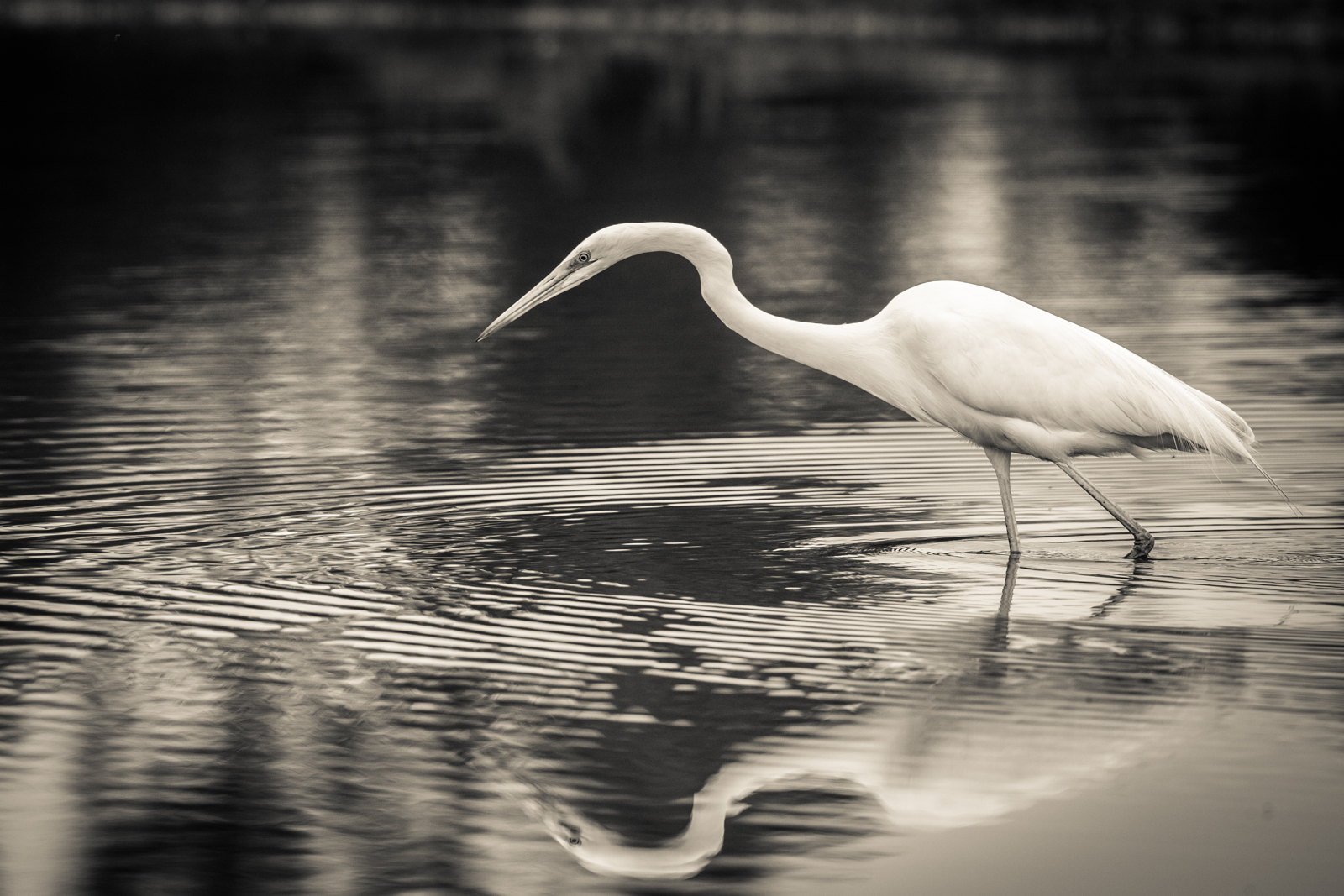 Black and white heron ...