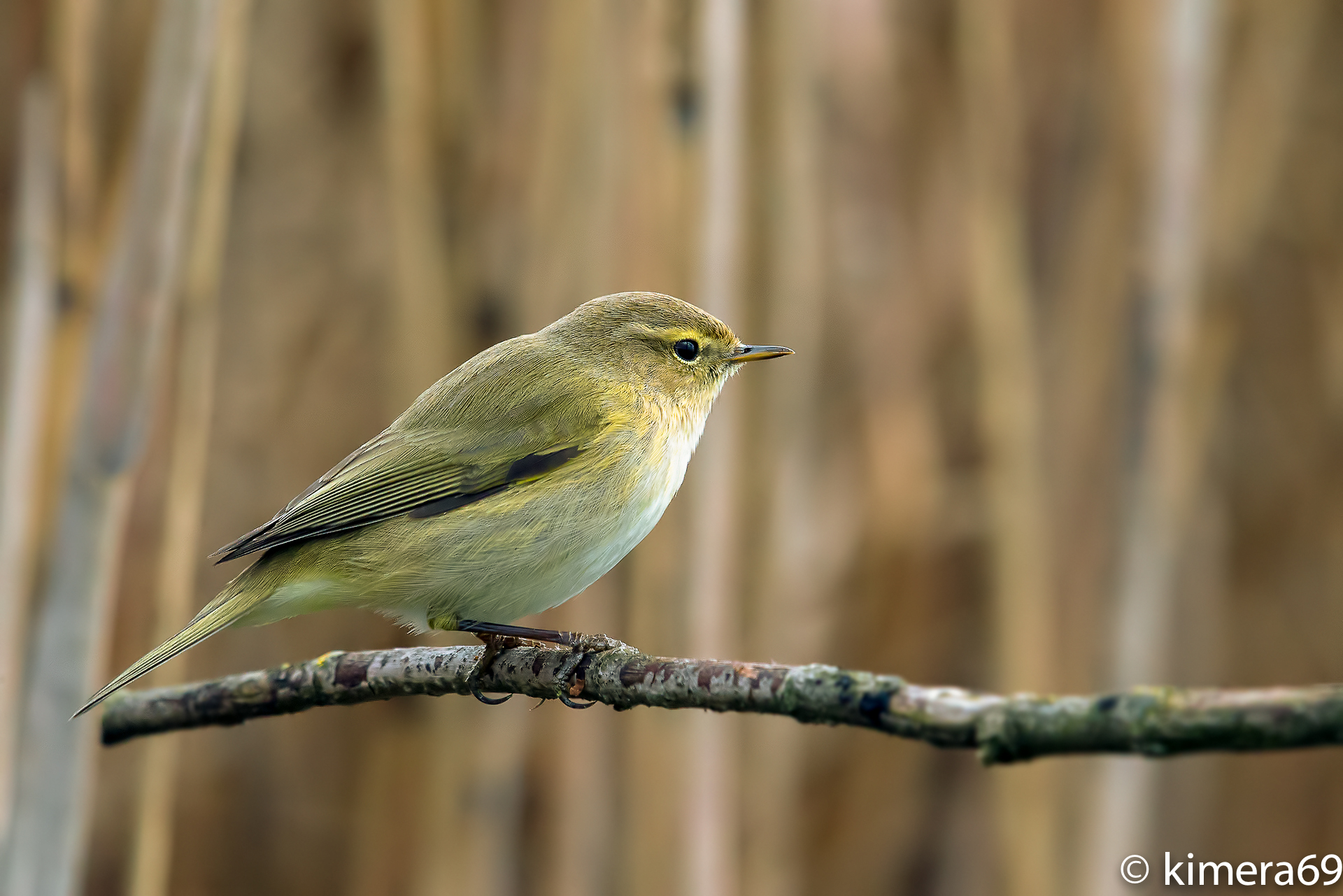 Phylloscopus collybita