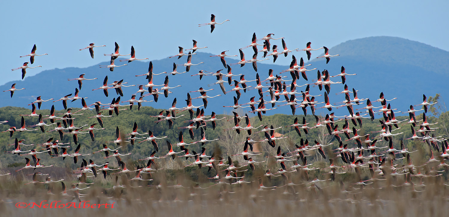 flamingos in flight!