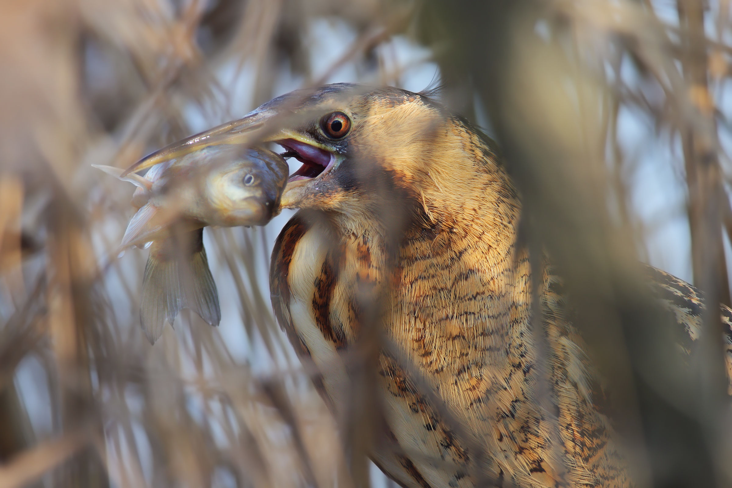 Bittern