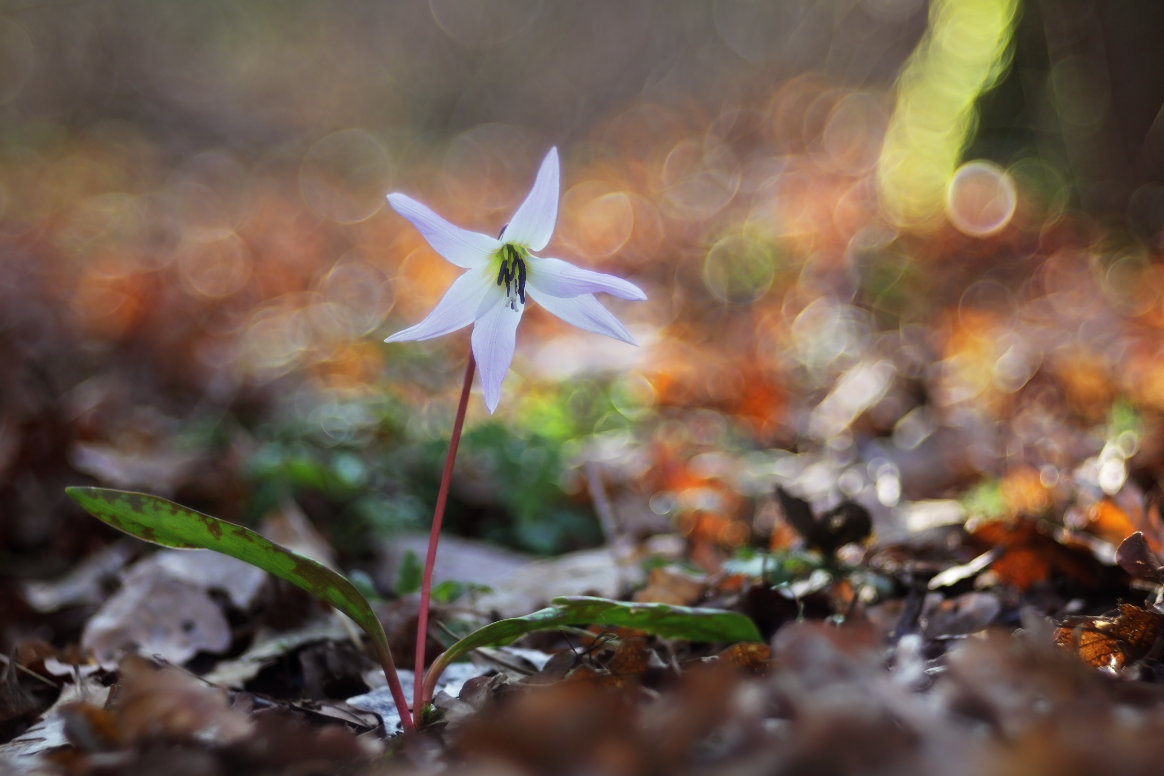 Erythronium dens canis