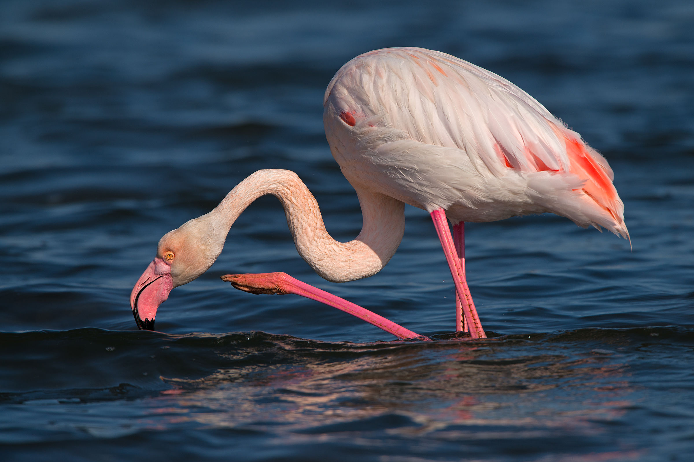 fenicottero in pulizia