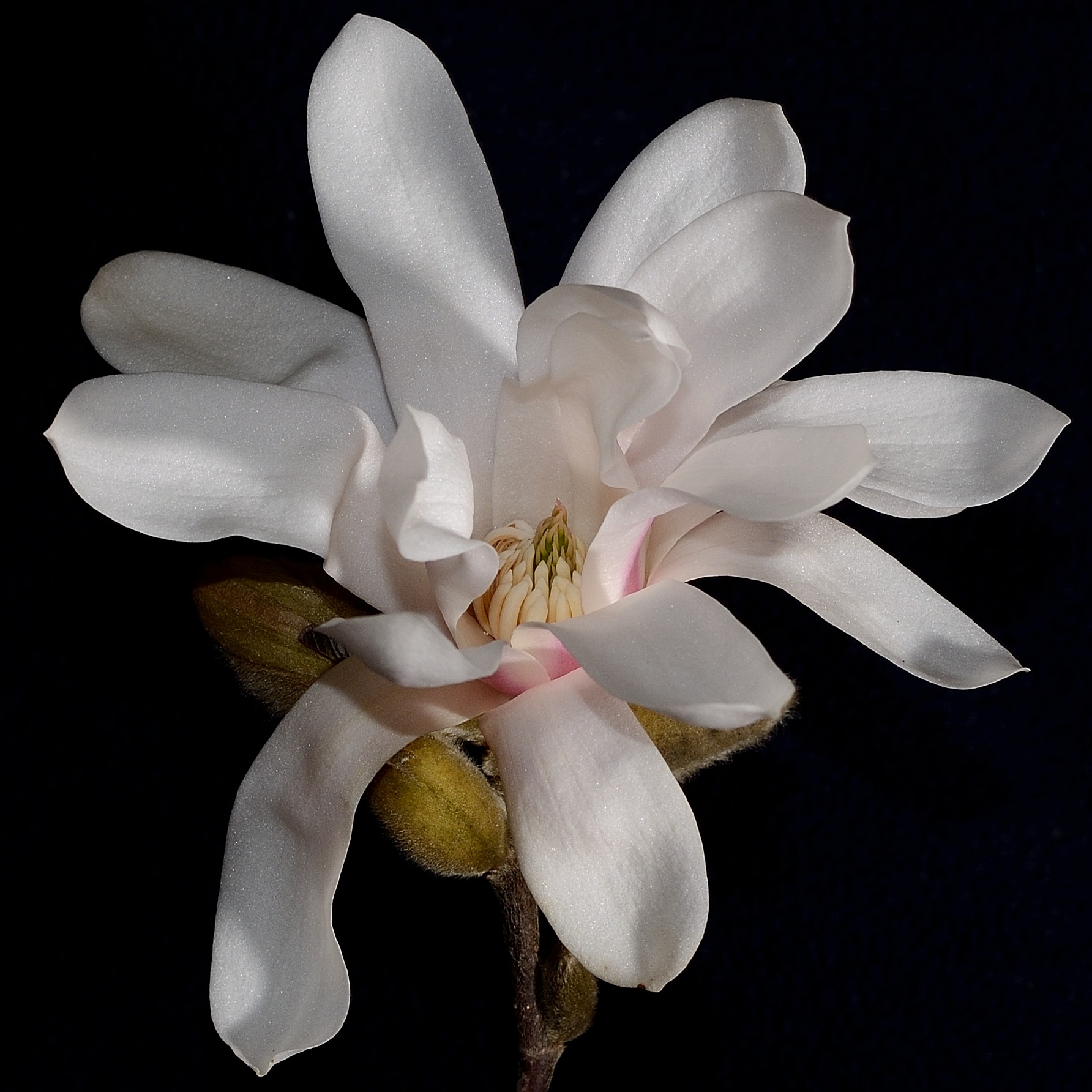 White Magnolia