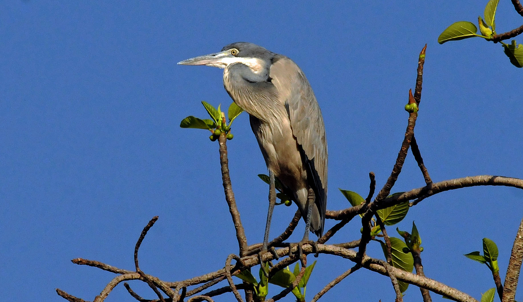 Black-headed Heron