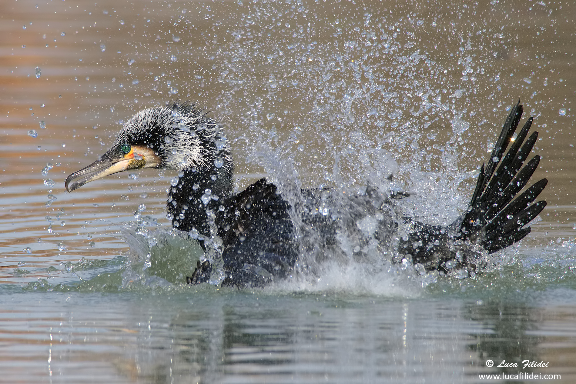 Il Bagno del Cormorano
