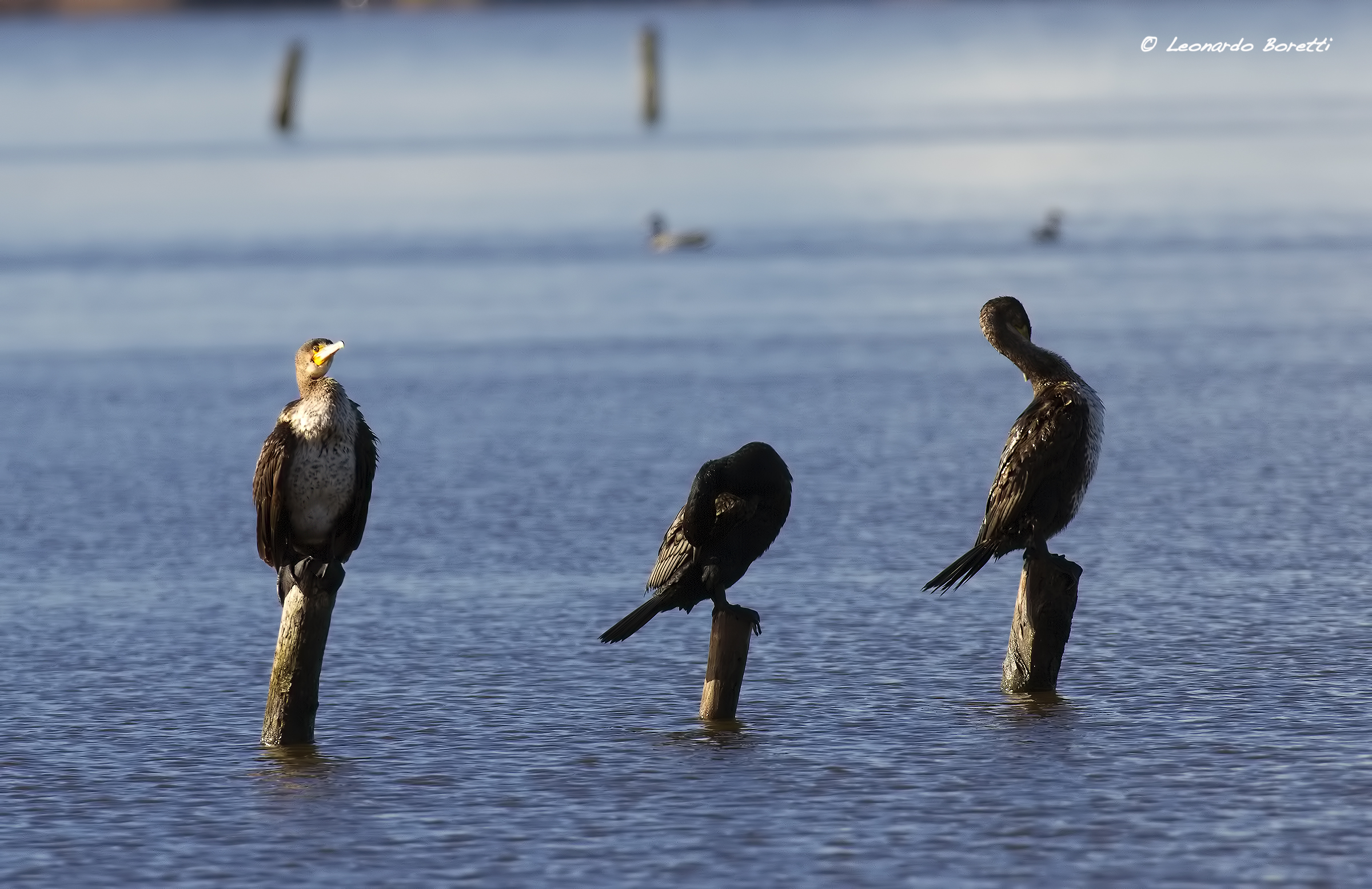 I do not see ... I do not feel ... I do not speak ...