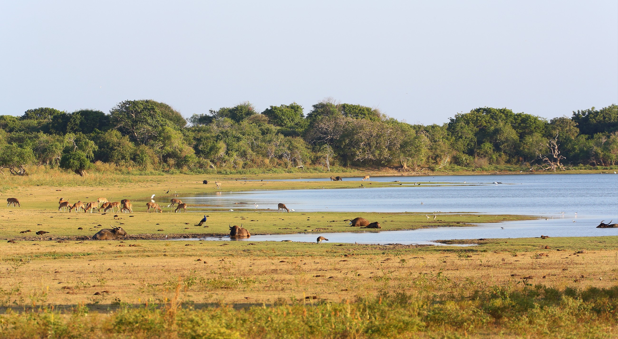 Sri Lanka. Yala National Park.