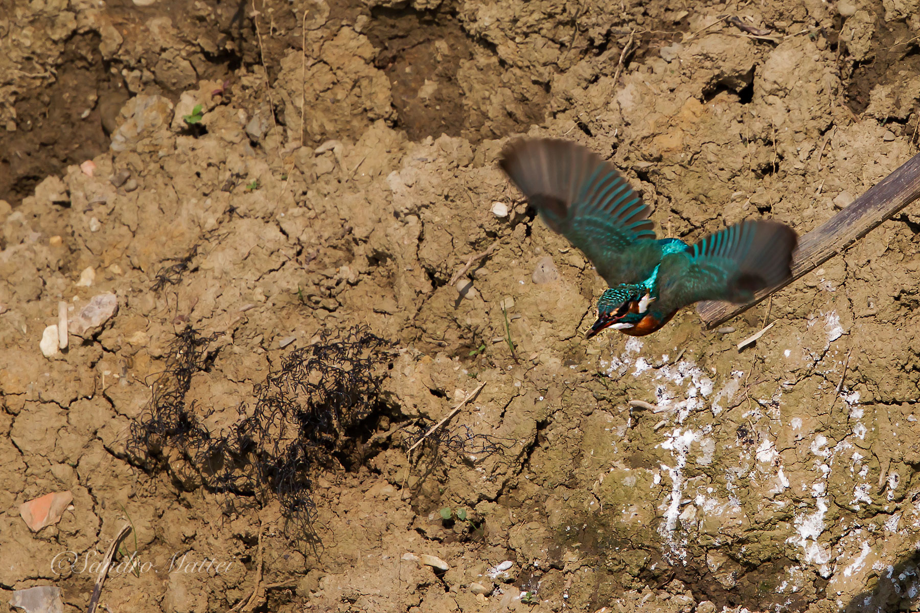 the flight of martino