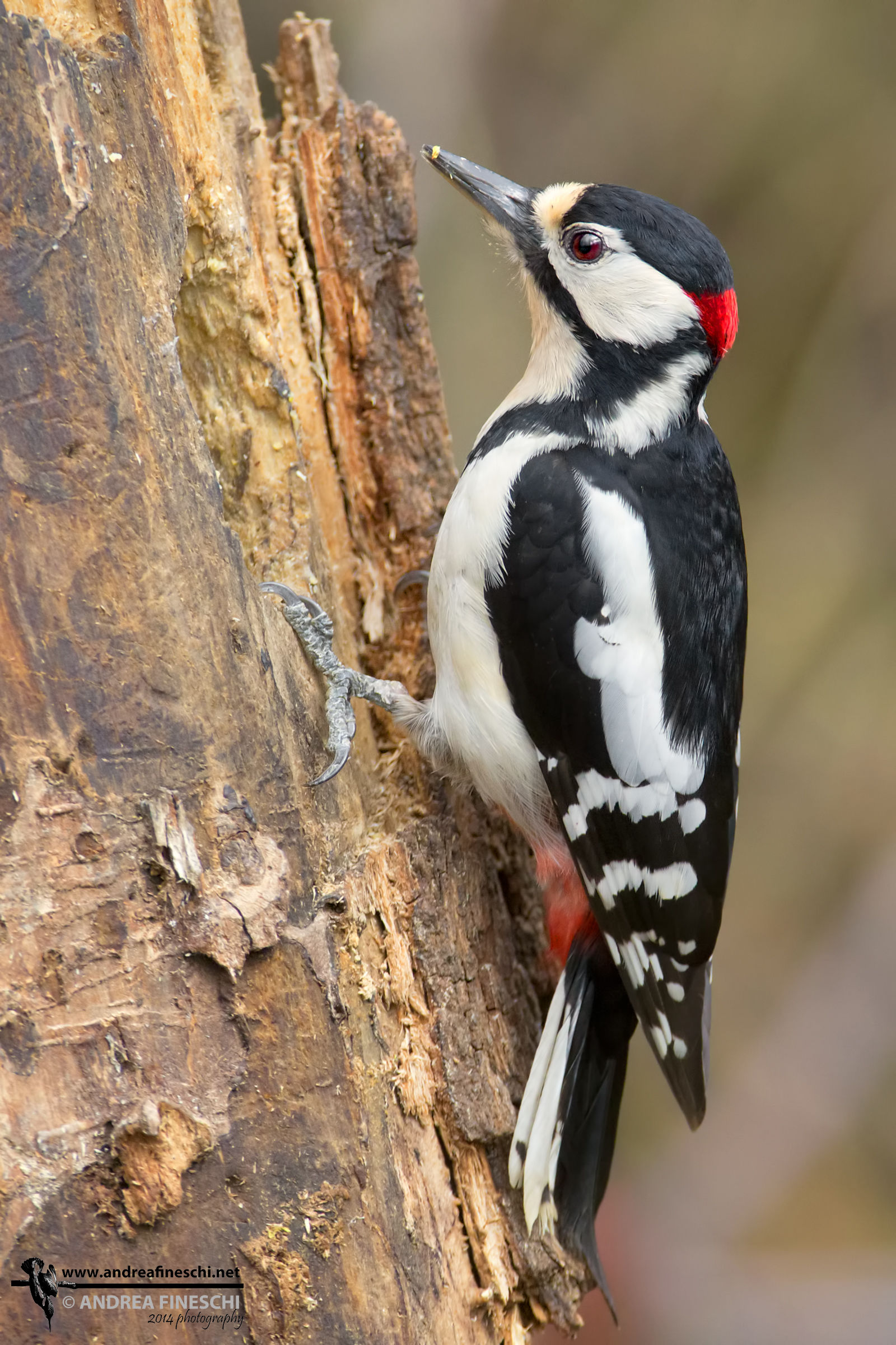Picchio rosso maggiore