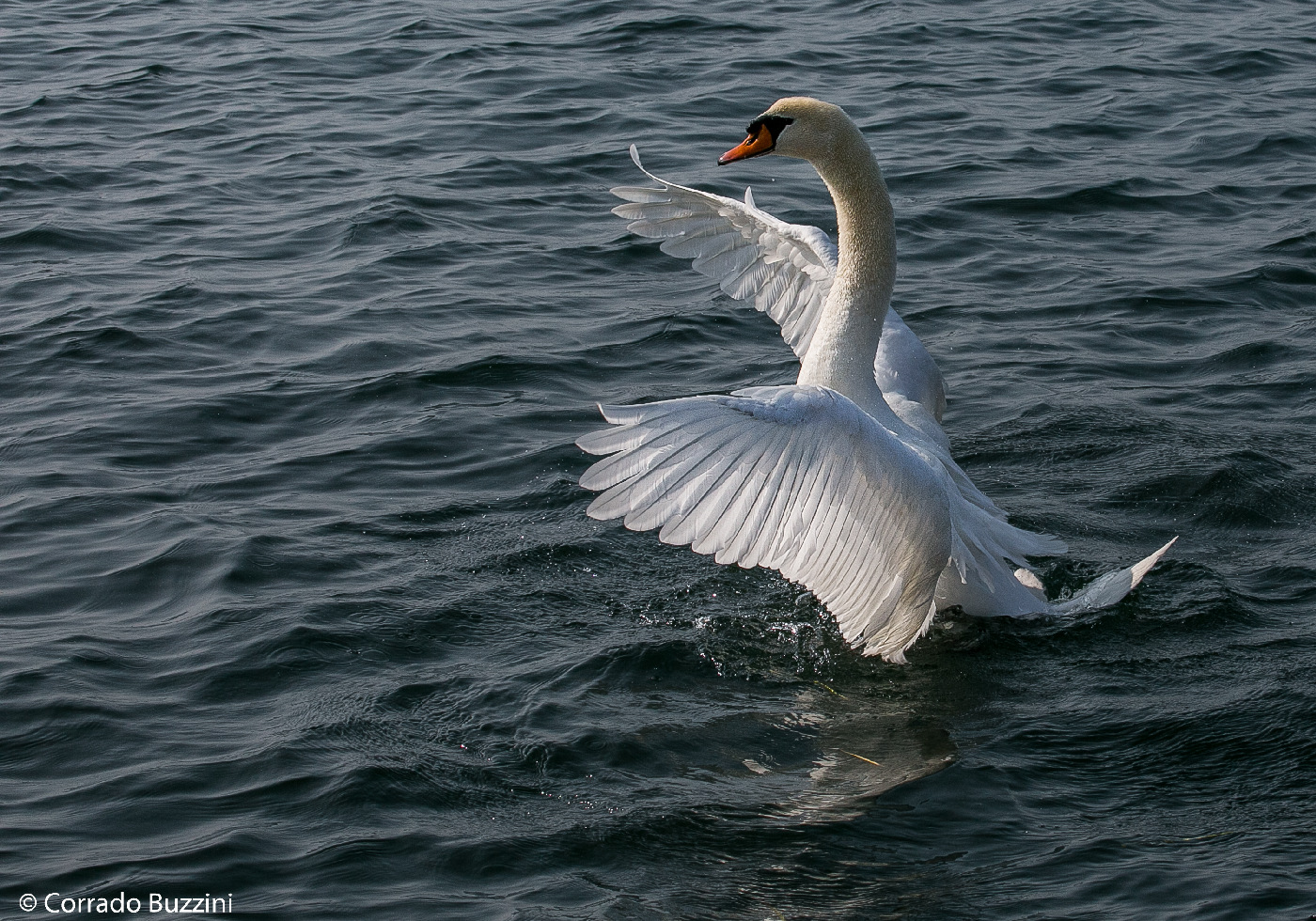 swan with spread wings