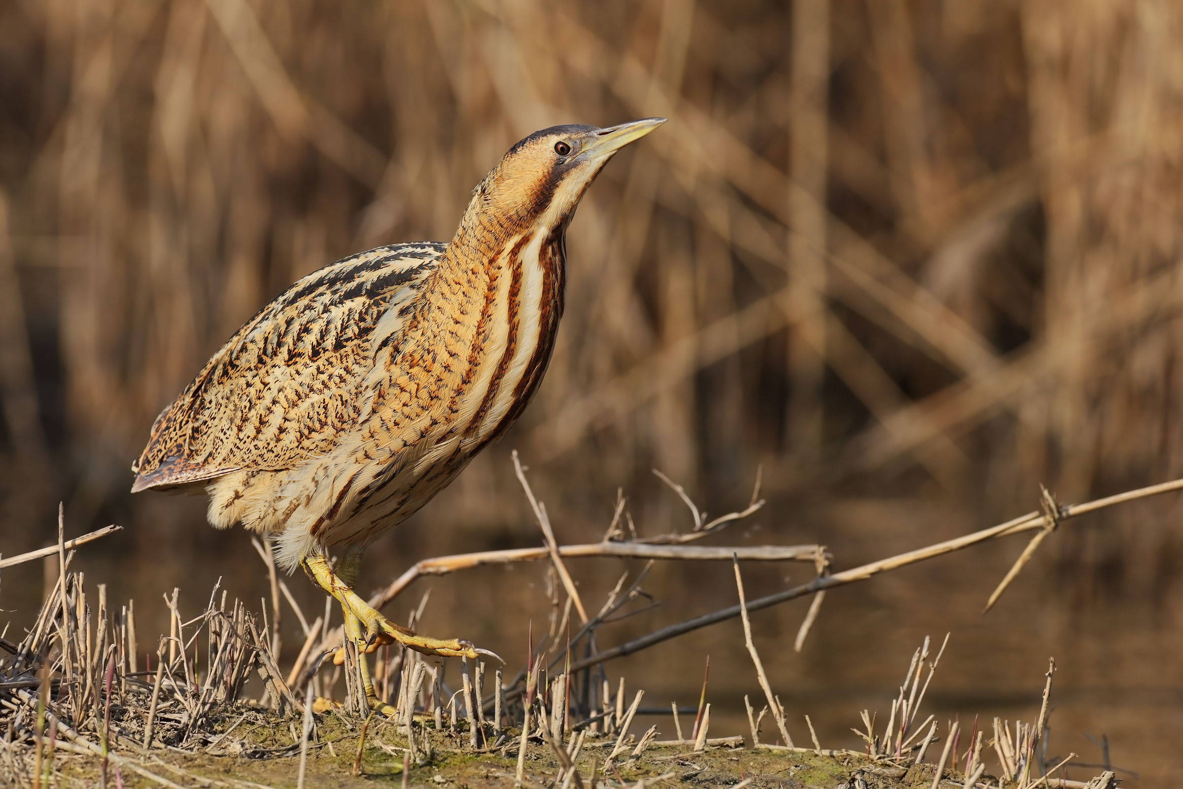 Bittern