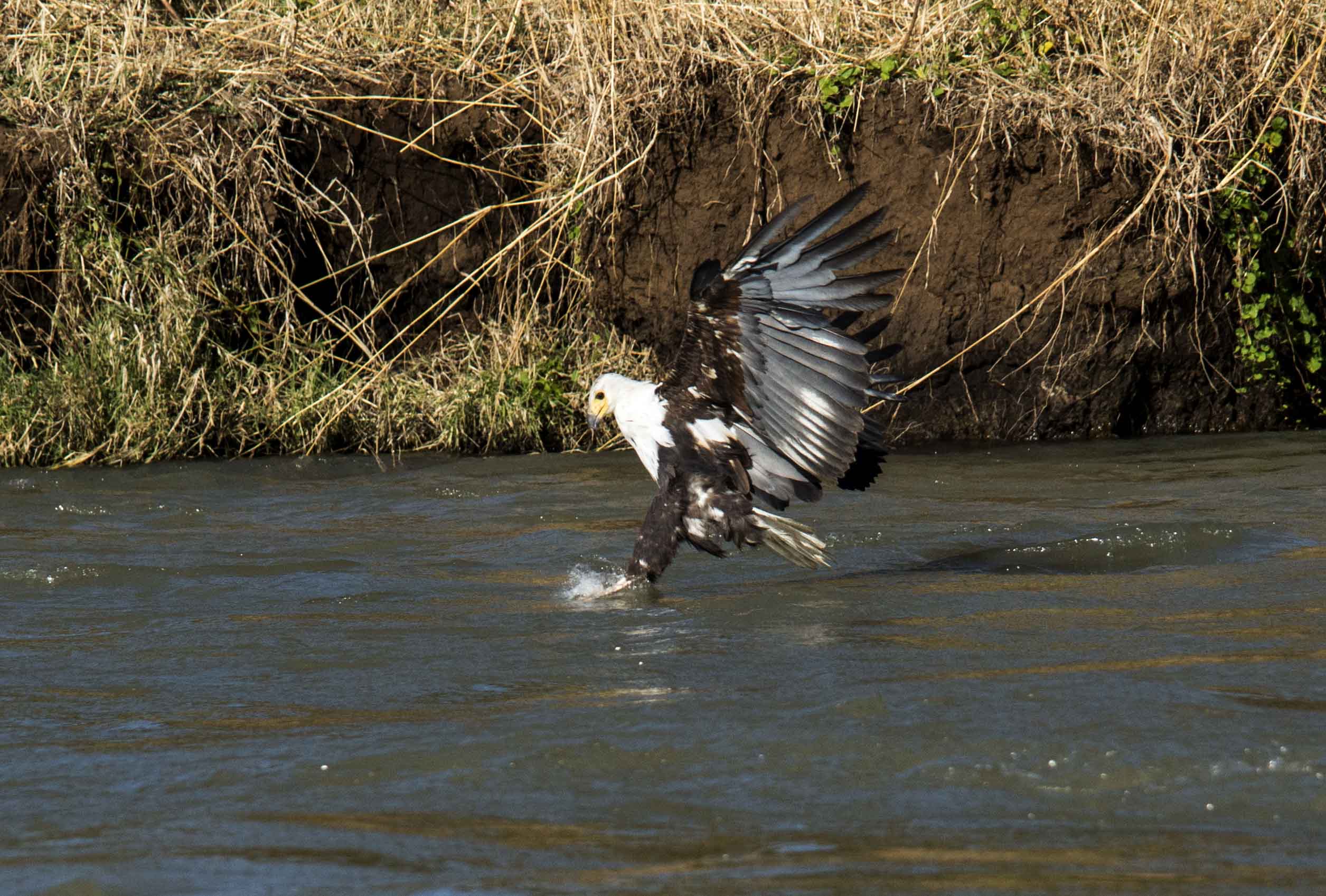 African Fish eagle fishing 2