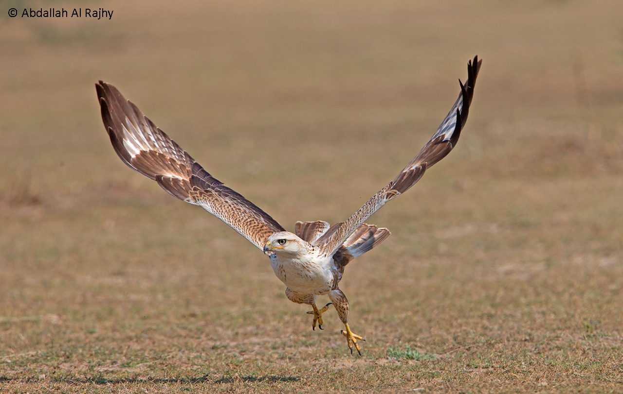 Long-legged buzzard