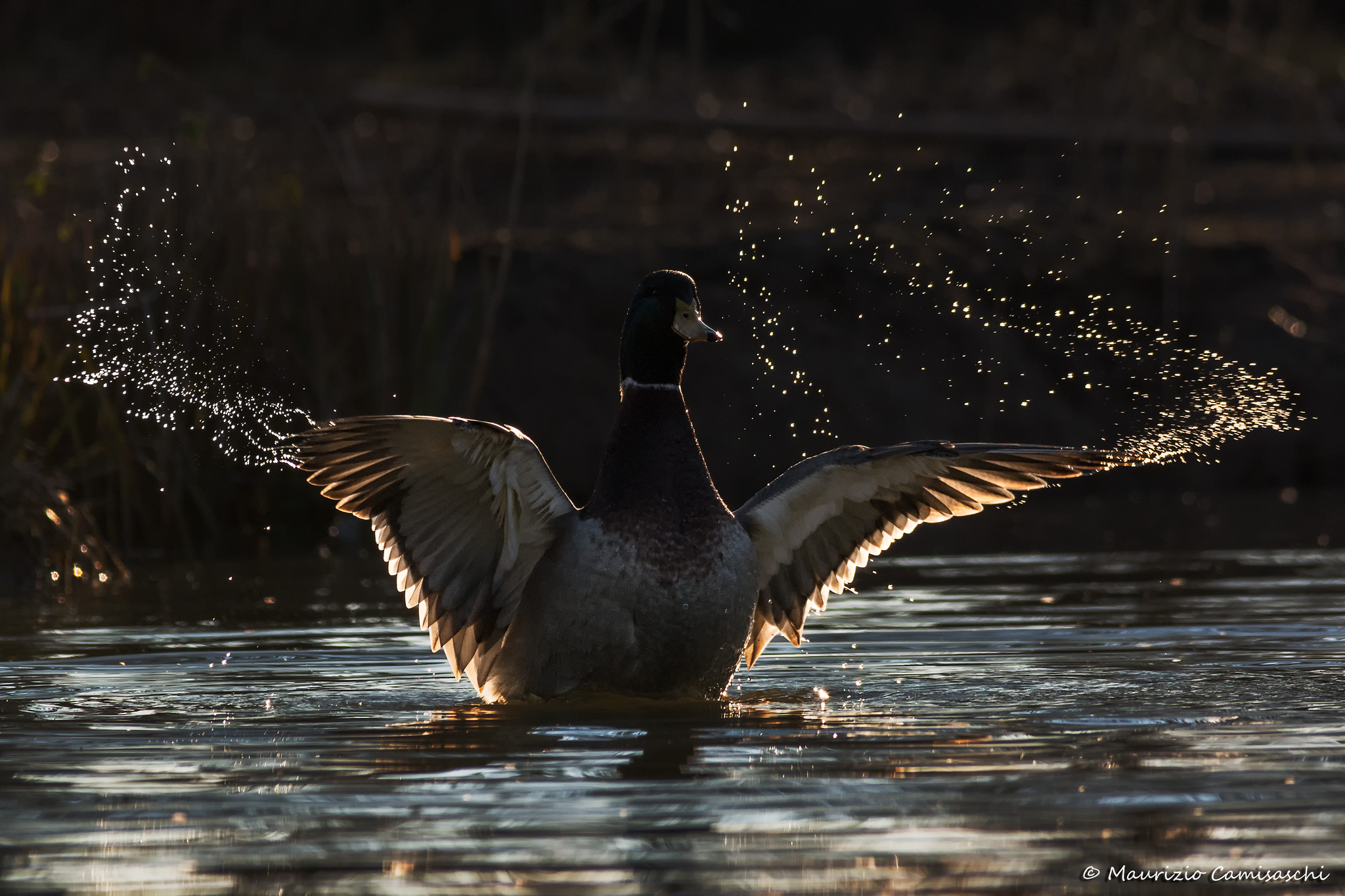 Mallard - backlight