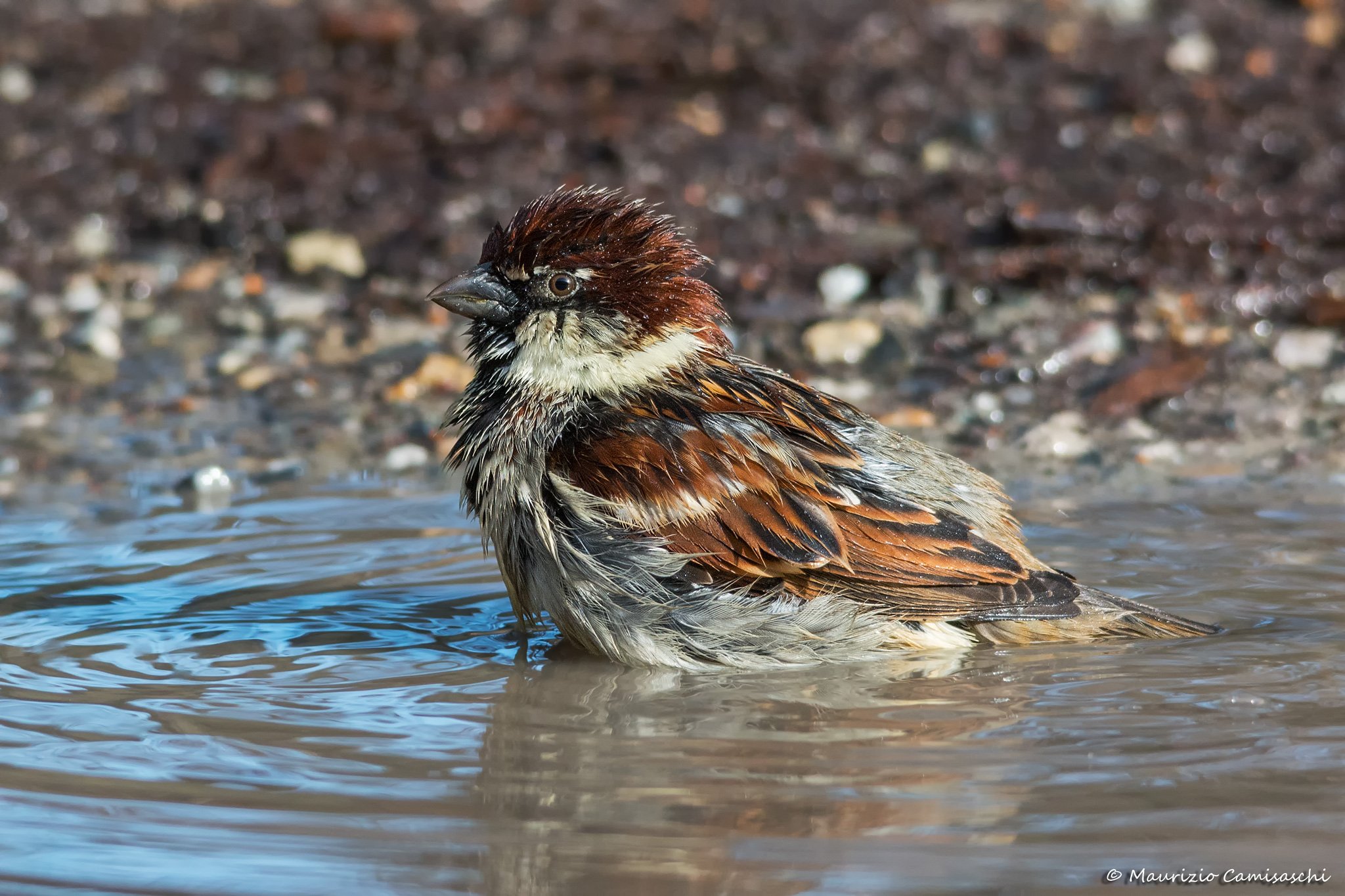 Sparrow common bathroom