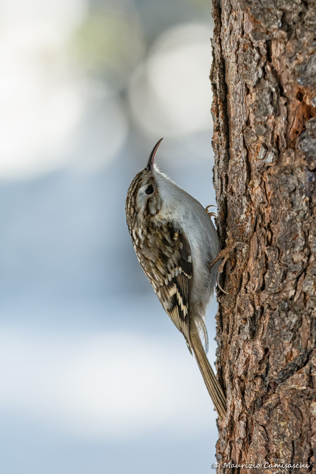 Treecreeper