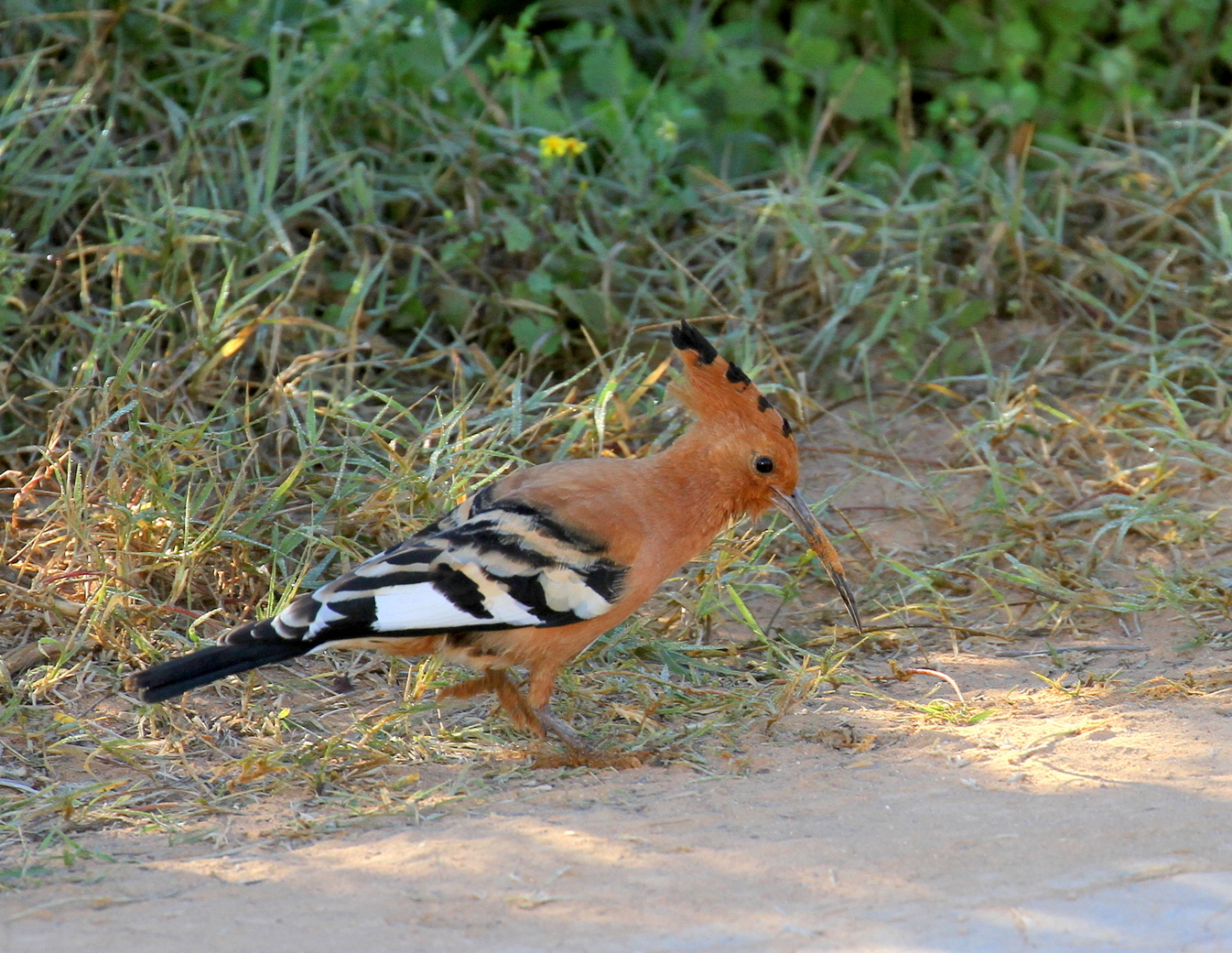 Hoopoe