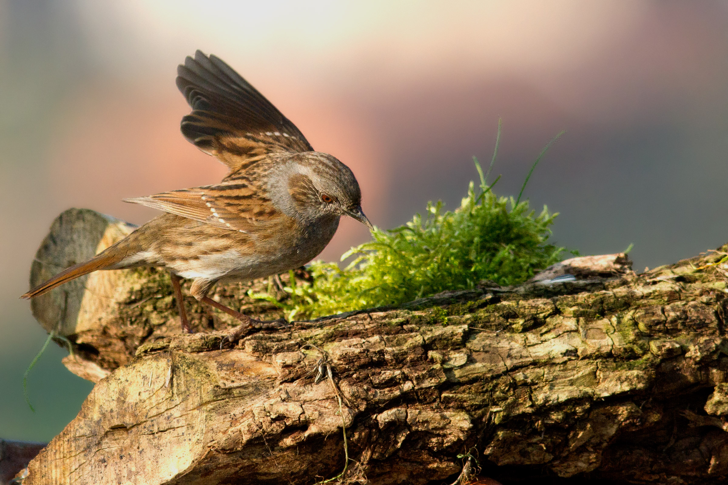 Dunnock