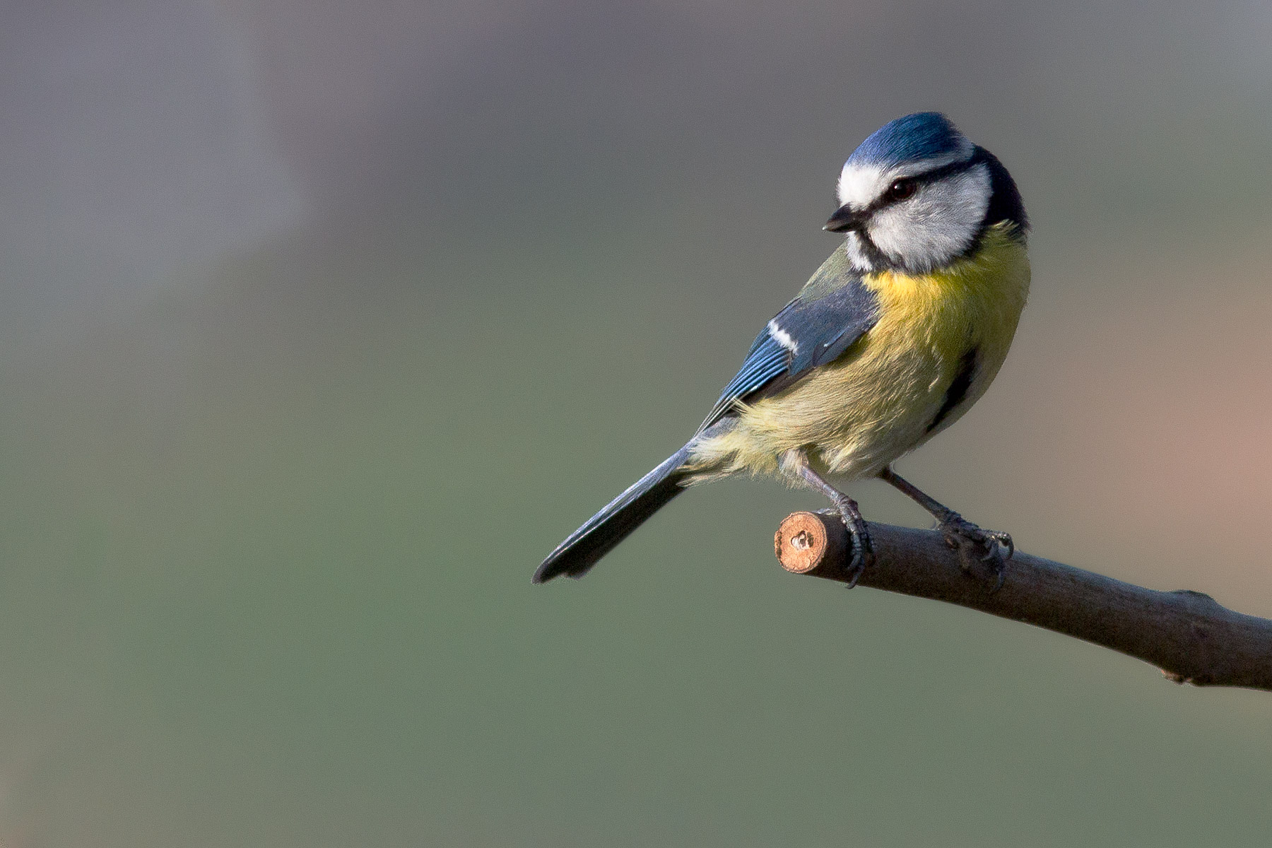 Blue Tit