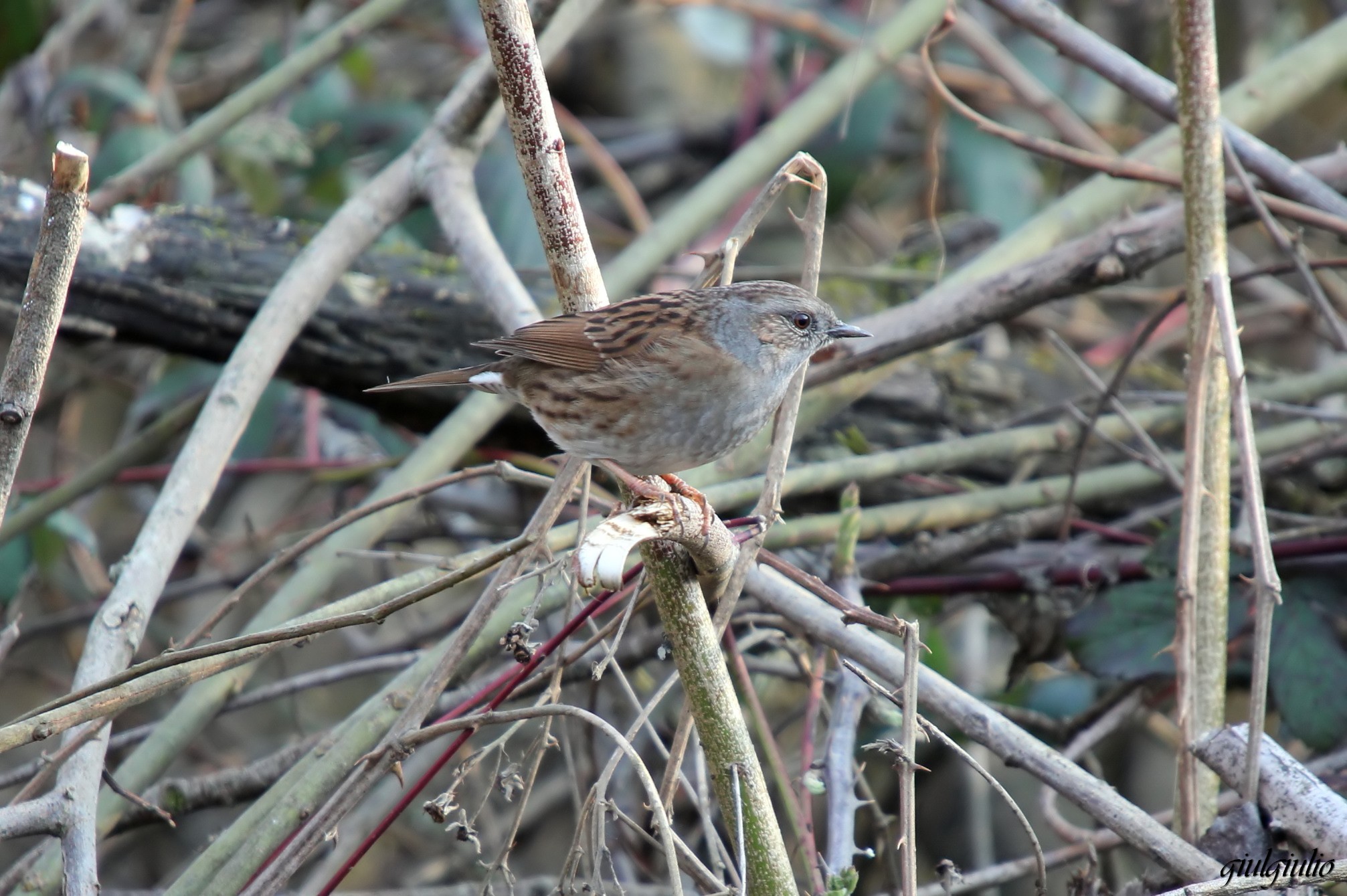Dunnock