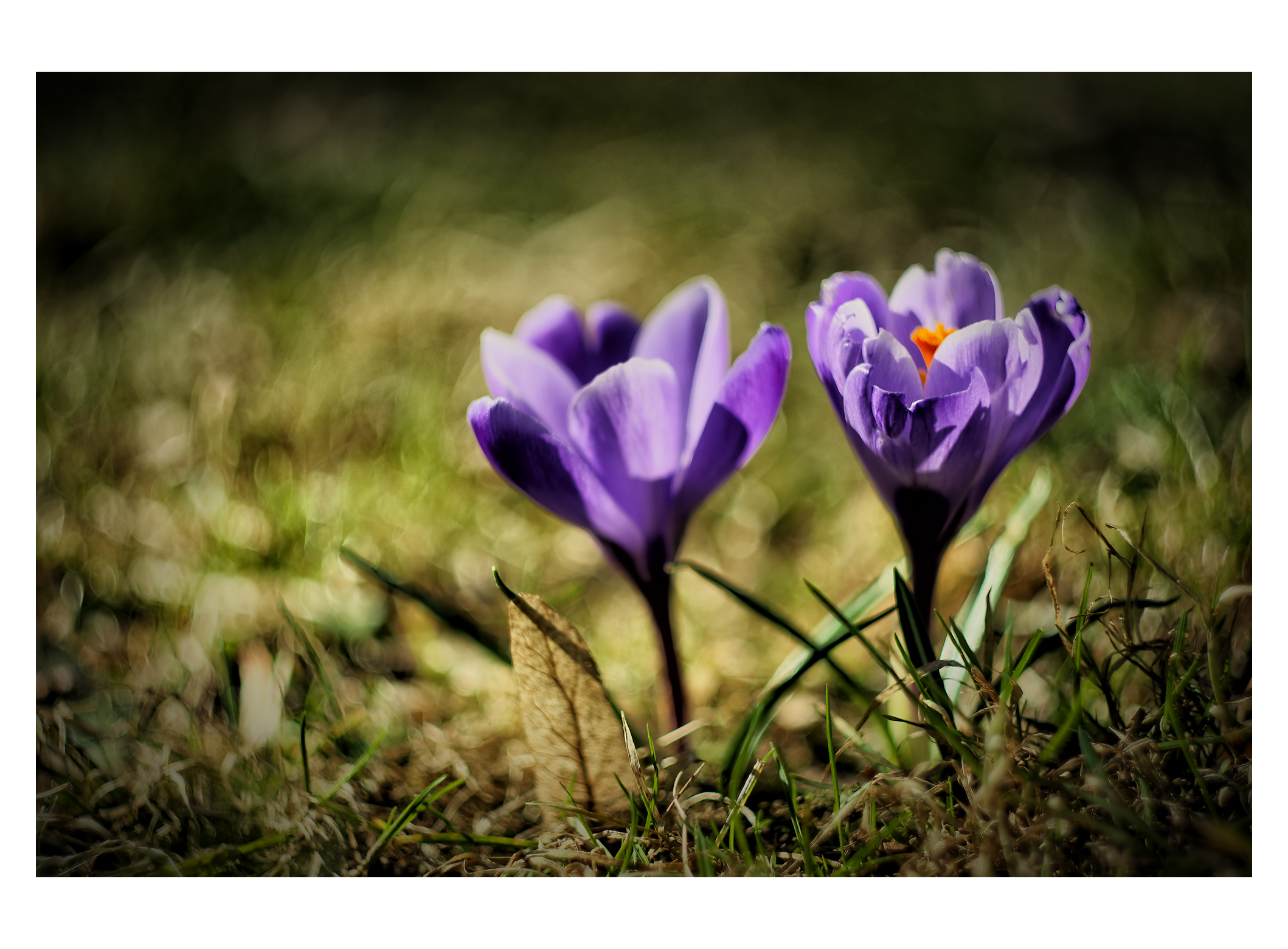 Il suo tempo di primavera!