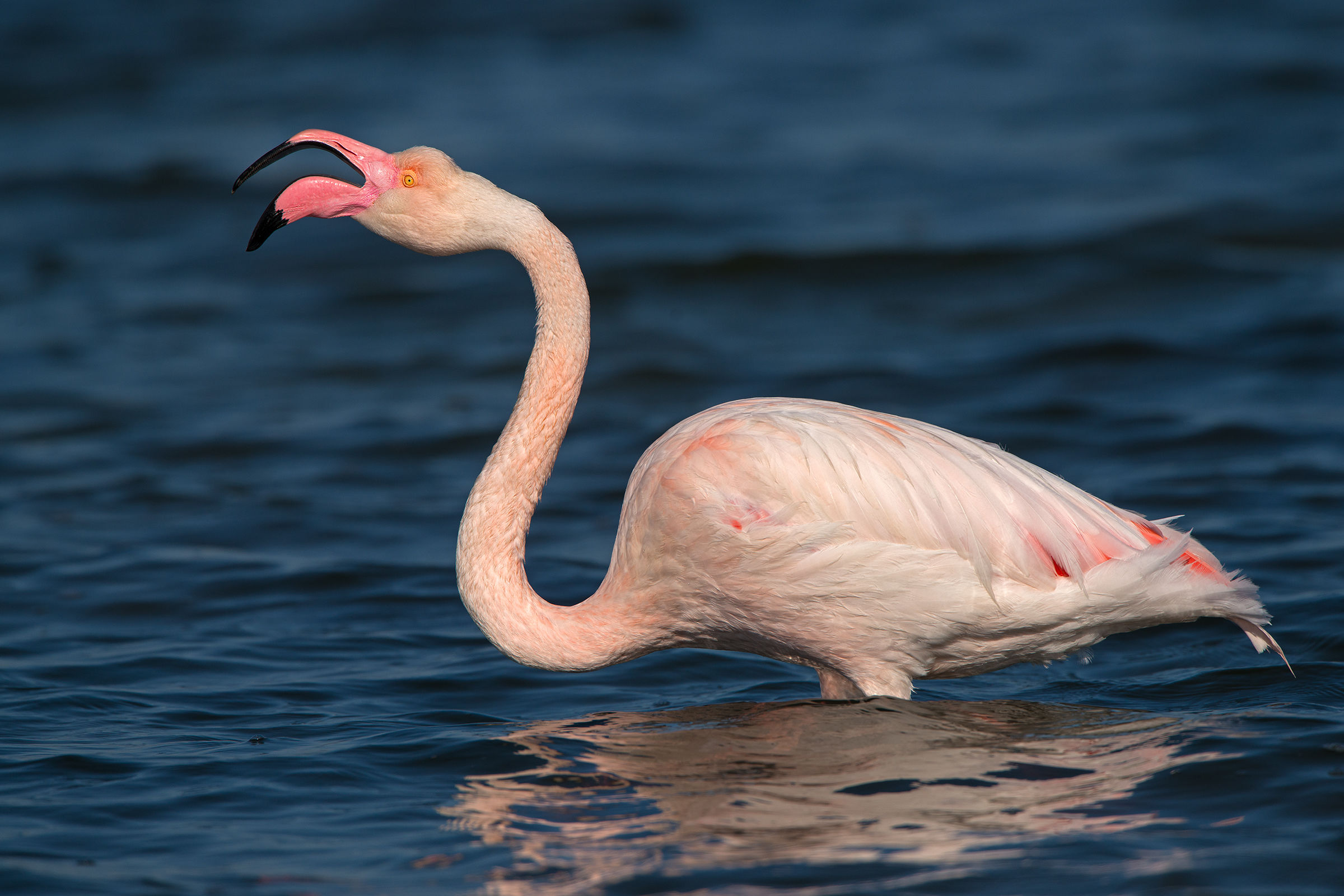 the scream, ungainly, Flamingo