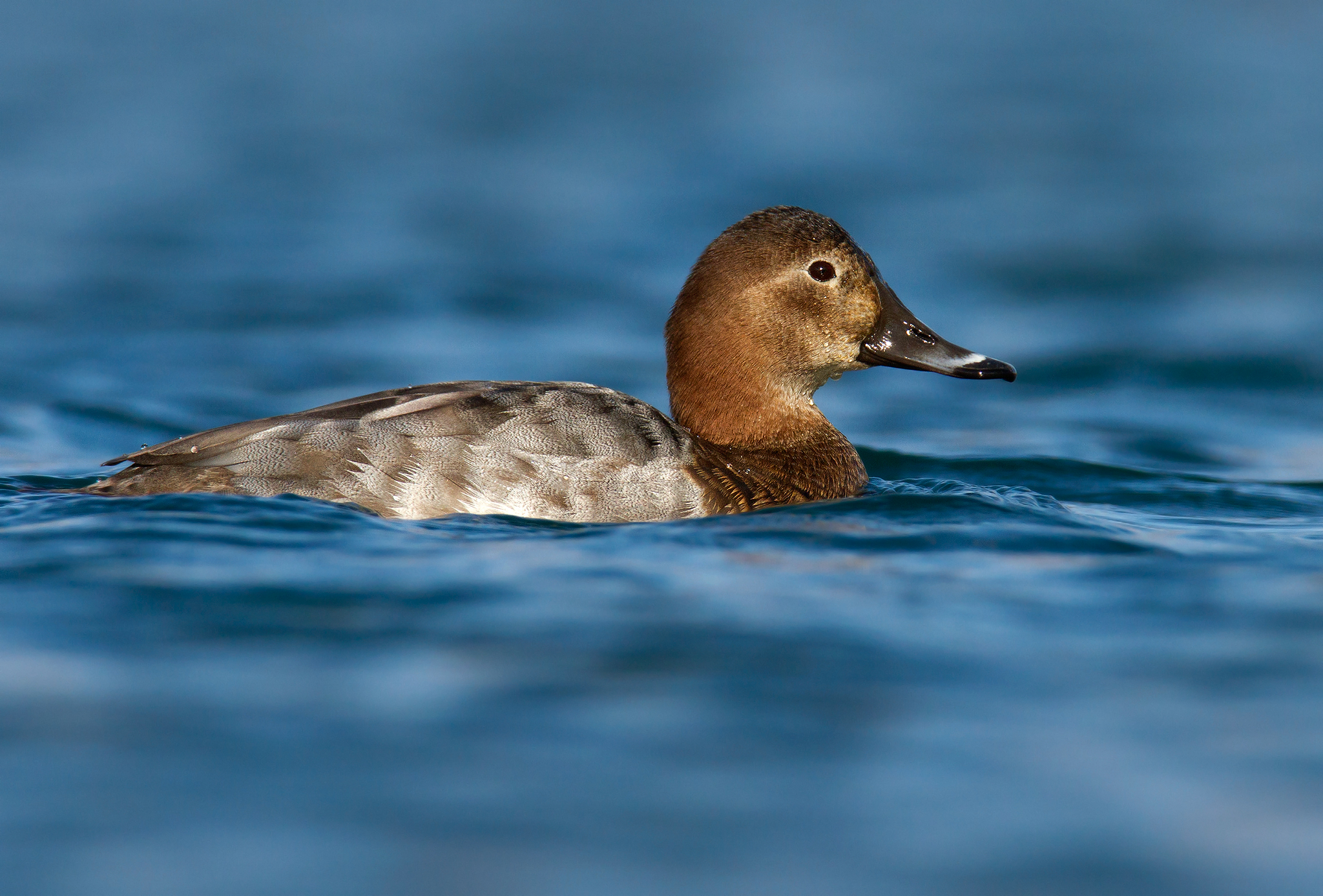 Pochard